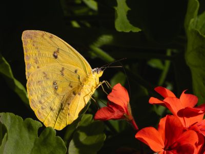 Los geranios. Conoce todo sobre esta hermosa y popular flor