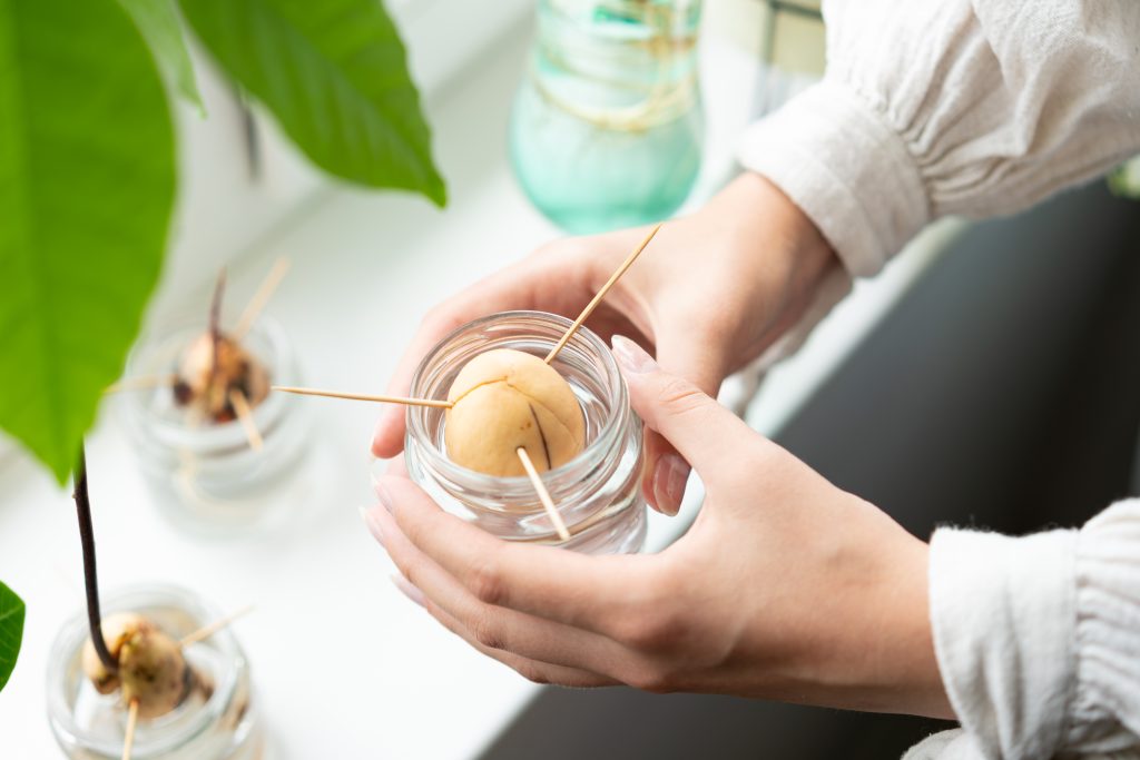 cultivar aguacates en casa vivero magia verde