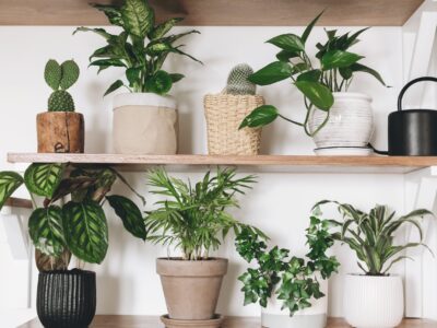 Plantas de interior. Cinco opciones fáciles de cultivar para todos