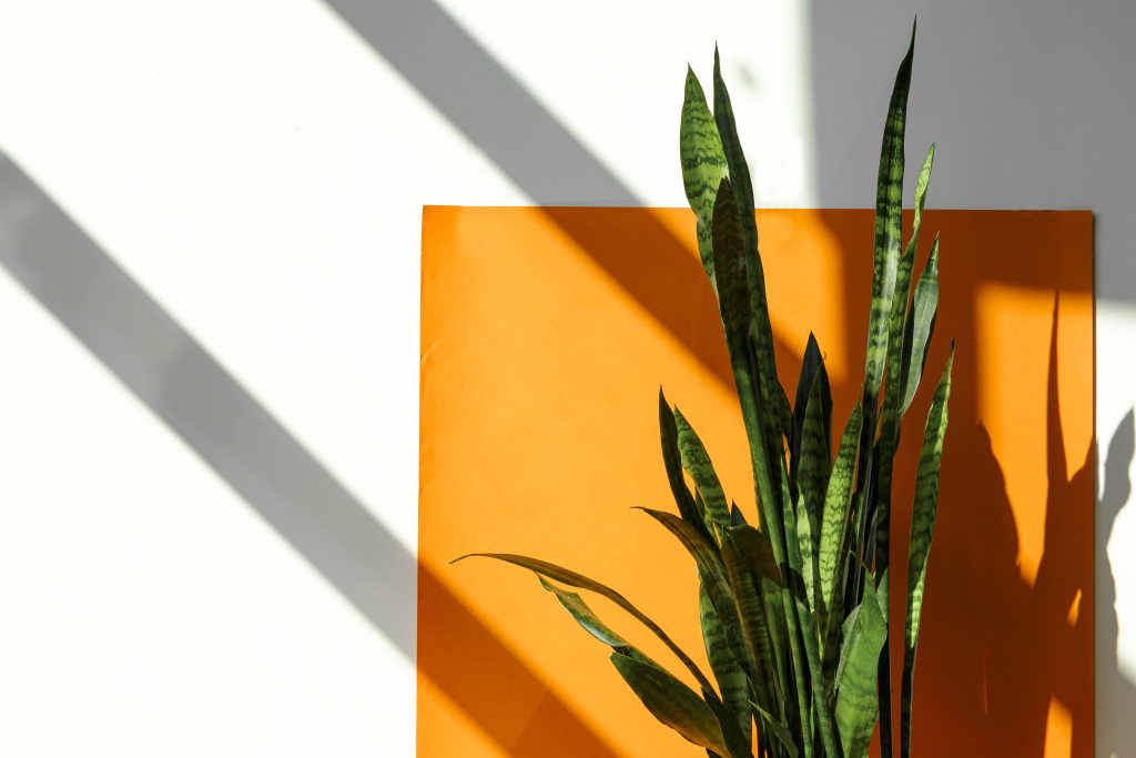 Plantas de Interior Magia Verde