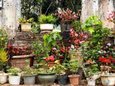 Cómo Elegir la Maceta Perfecta para tus Plantas  | Guía Completa