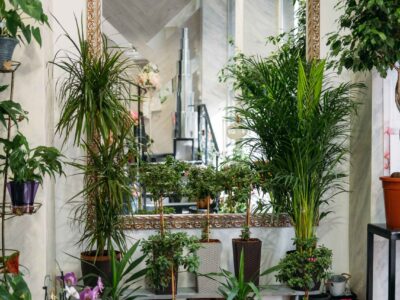 Tendencias en Decoración con Plantas para Interiores y Exteriores en 2025