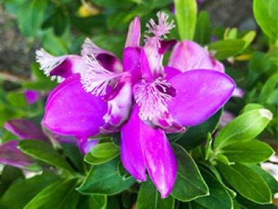 Plantas nativas de Costa Rica para jardines sostenibles: belleza local con bajo mantenimiento