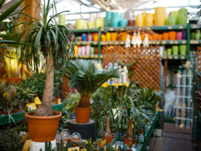 Diseño de Jardines Sostenibles: Crear Espacios Verdes Hermosos con Bajo Consumo de Agua y Mantenimiento