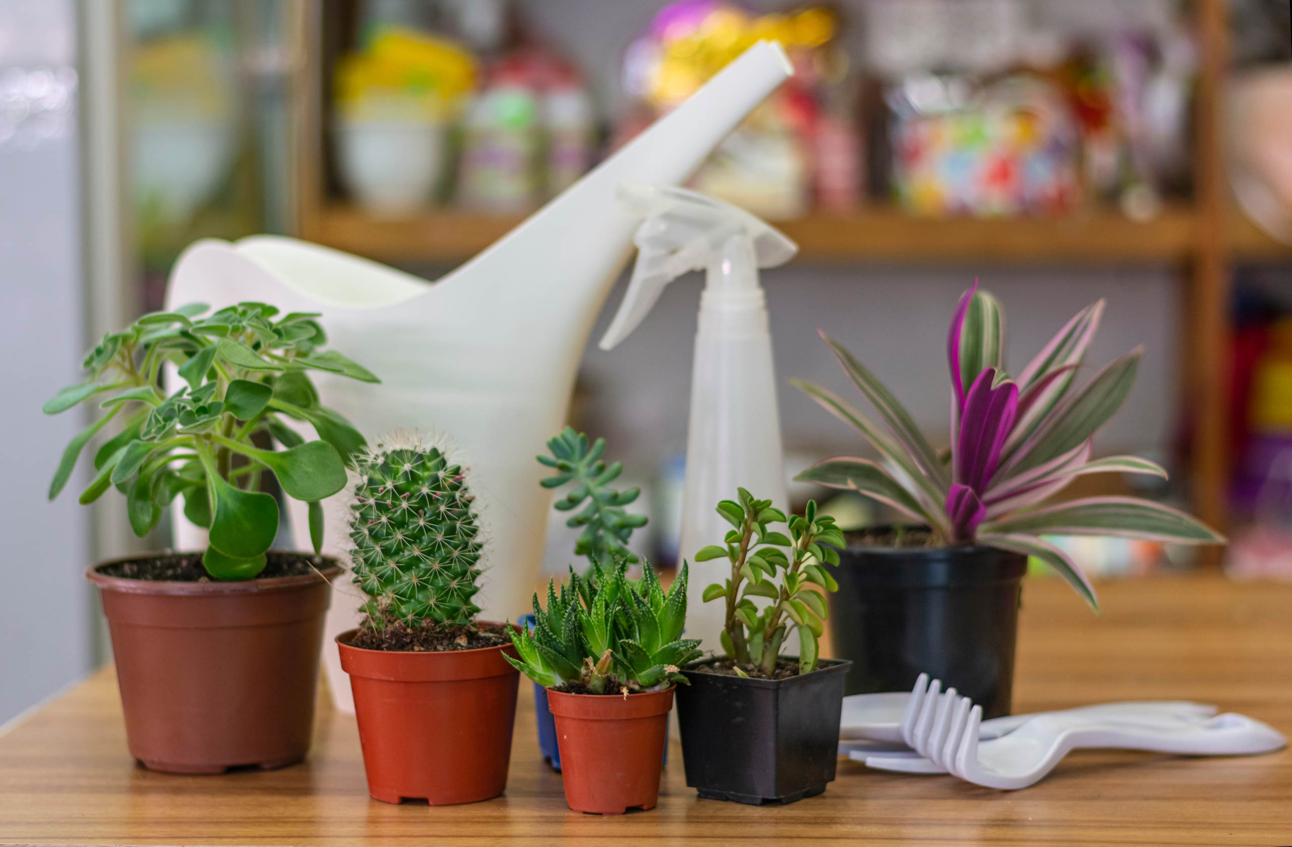 You are currently viewing 10 Plantas Resistentes al Sol que Necesitan Poco Riego para tu Jardín en Casa