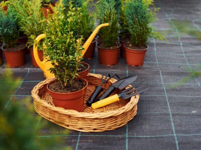 Errores Comunes en el Cuidado de Plantas y Cómo Evitarlos