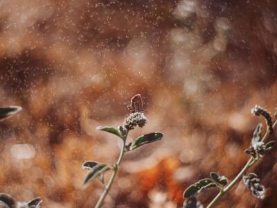 Ceniza volcánica en el jardín: cuidados urgentes para mantener tus plantas sanas