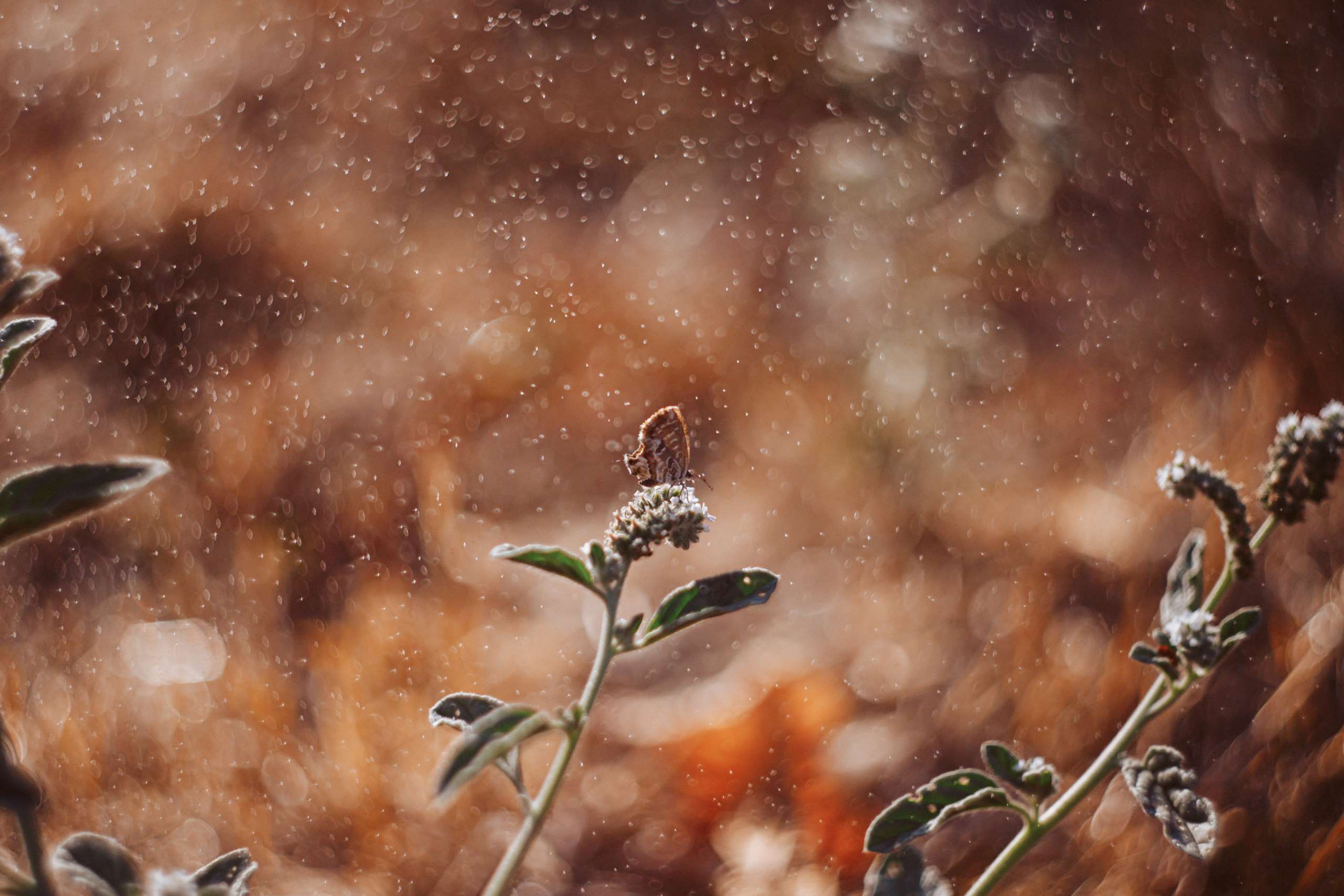 You are currently viewing Ceniza volcánica en el jardín: cuidados urgentes para mantener tus plantas sanas