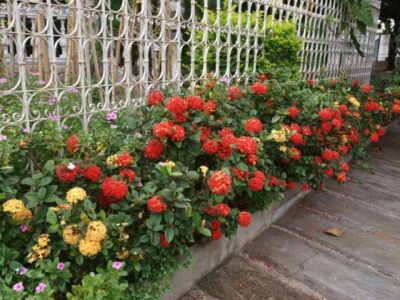 Cómo combinar plantas ornamentales para lograr jardines de bajo mantenimiento