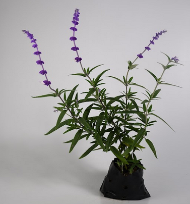 Salvia Santa Bárbara