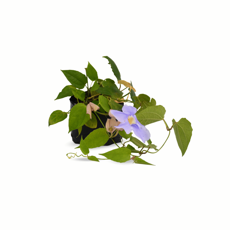 Jalapa azul y blanca