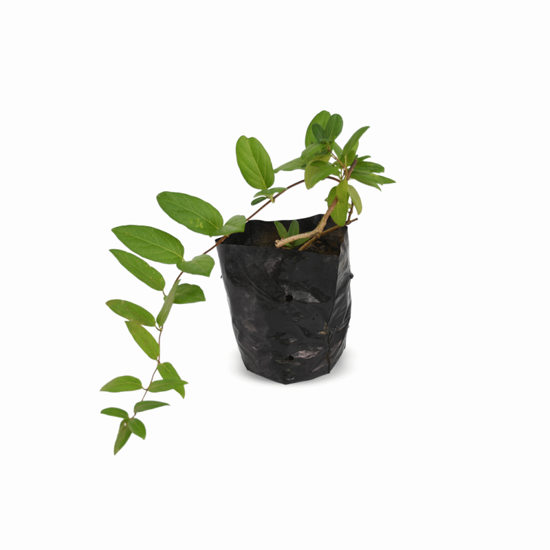 Madre Selva Pequeña