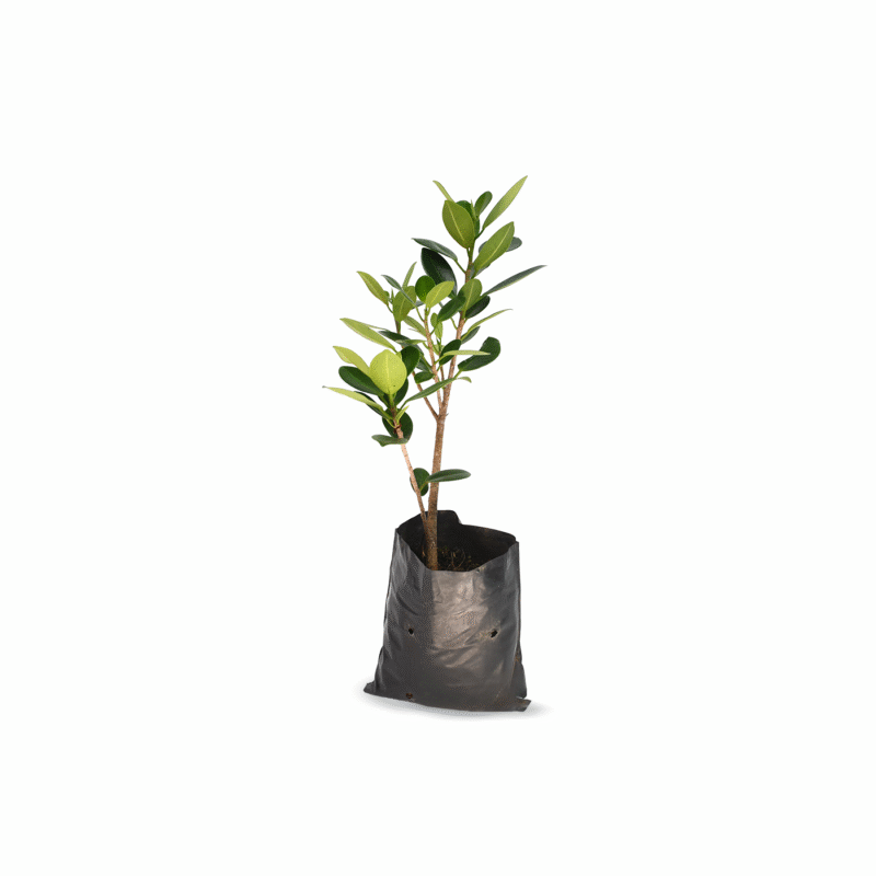Ficus Enano