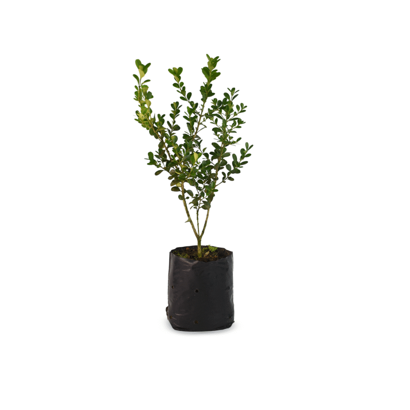 Buxus