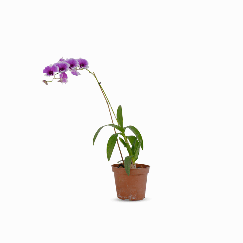 Orquídea Dendrobium