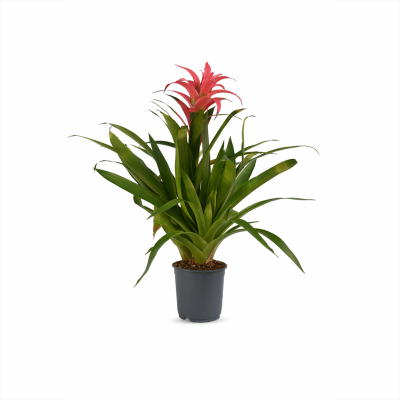 Bromelia de Sombra