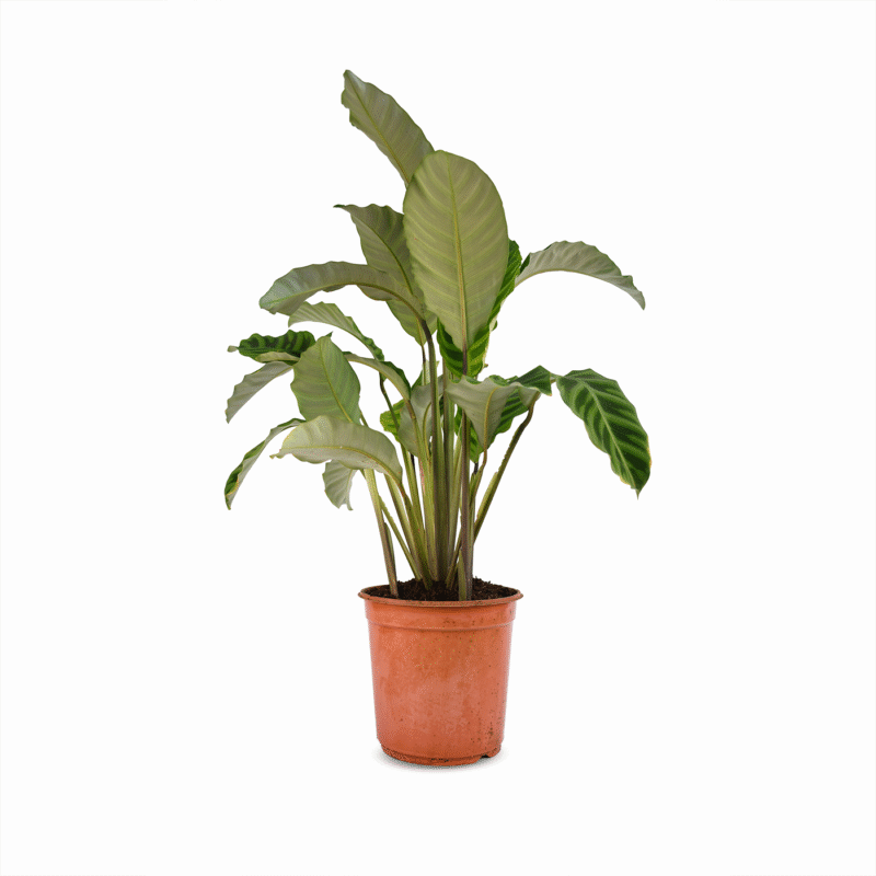 Calathea Zebrina