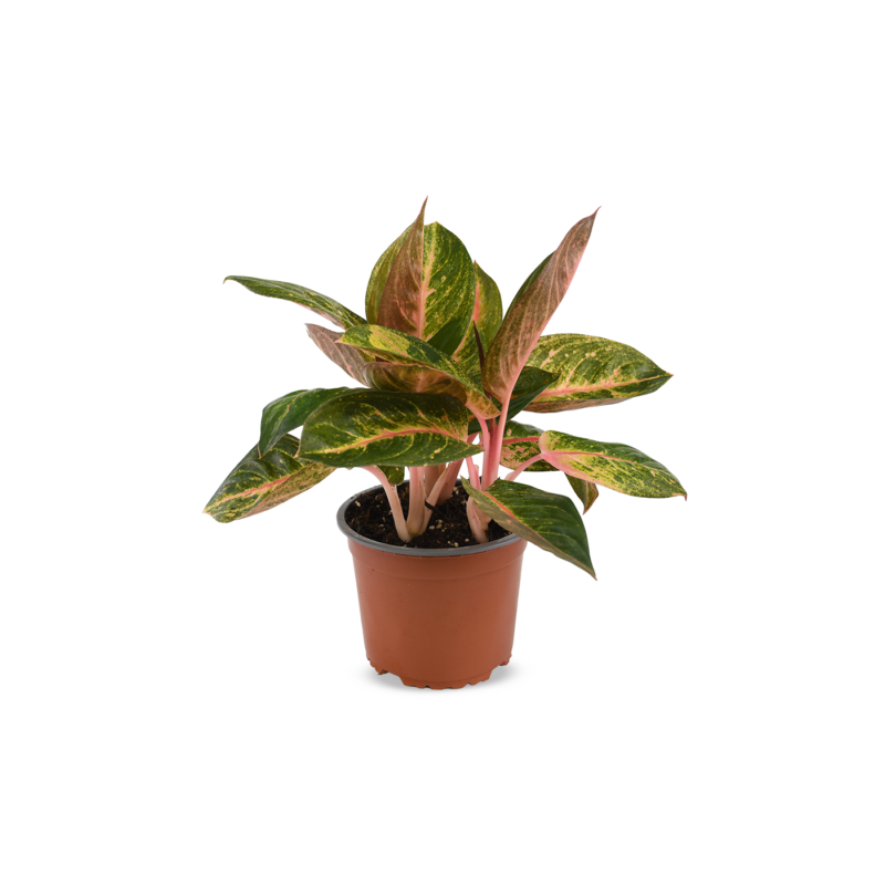 Aglonema Valentine Grande