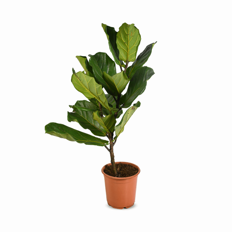 Ficus Lyrata