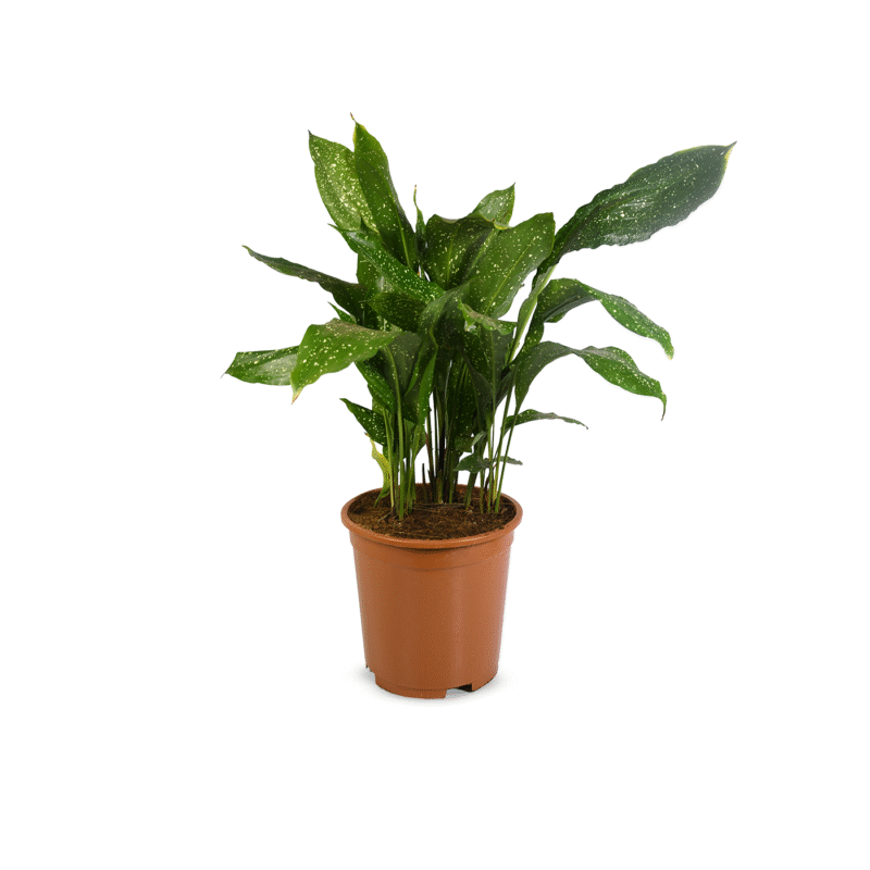 Aspidistra
