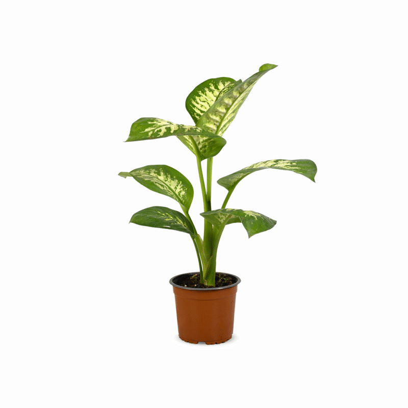Dieffenbachia