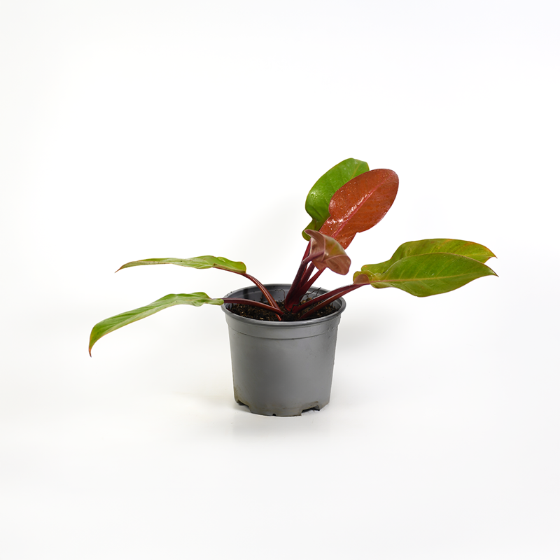 Phylodendron Wendemy