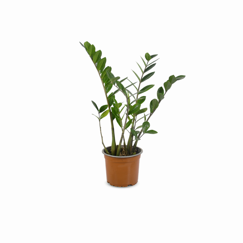 Zamia Oculca