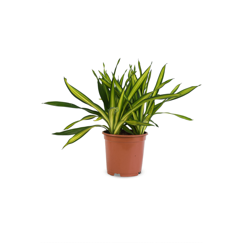 Dracaena Ricky