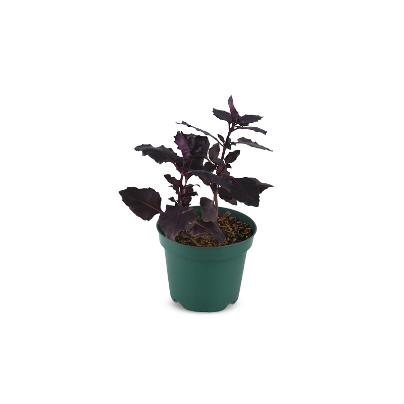 Albahaca Morada