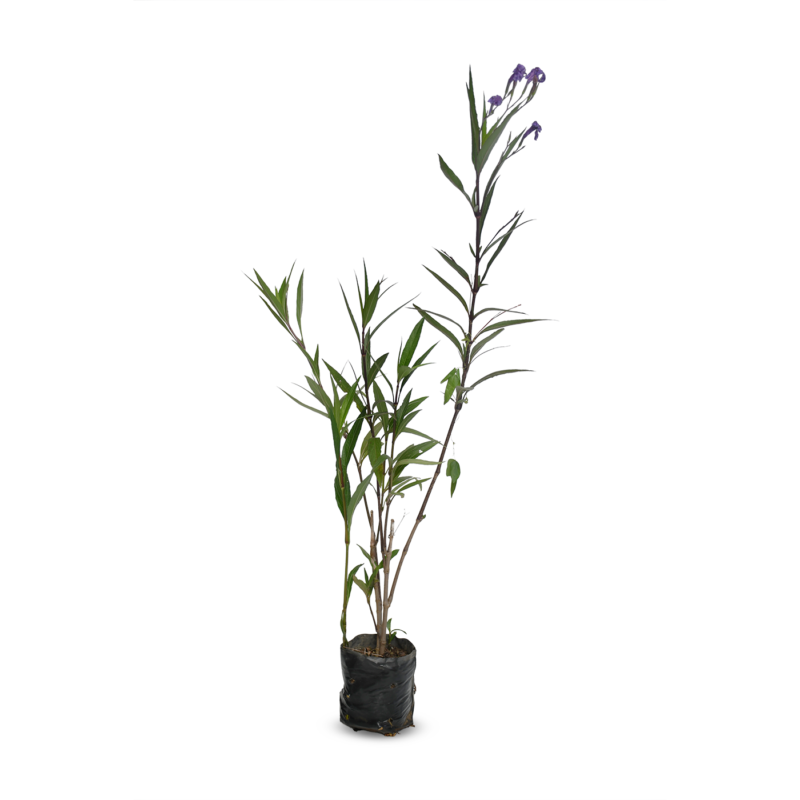 Ruellia