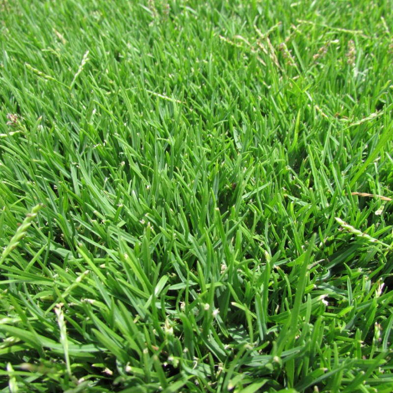 Zacate Zoysia