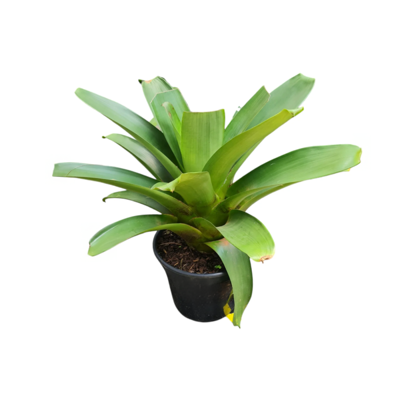 Bromelia Imperial