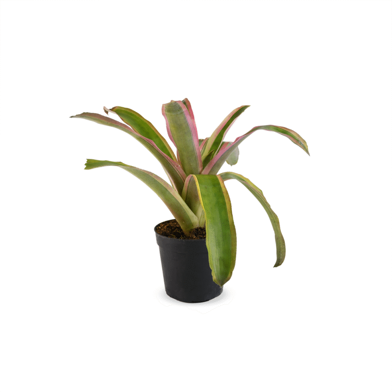 Bromelia de Sol Grande