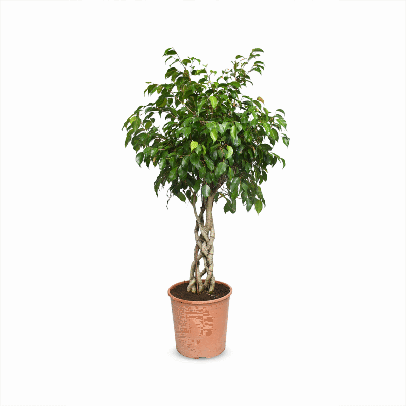 Ficus Trenzado