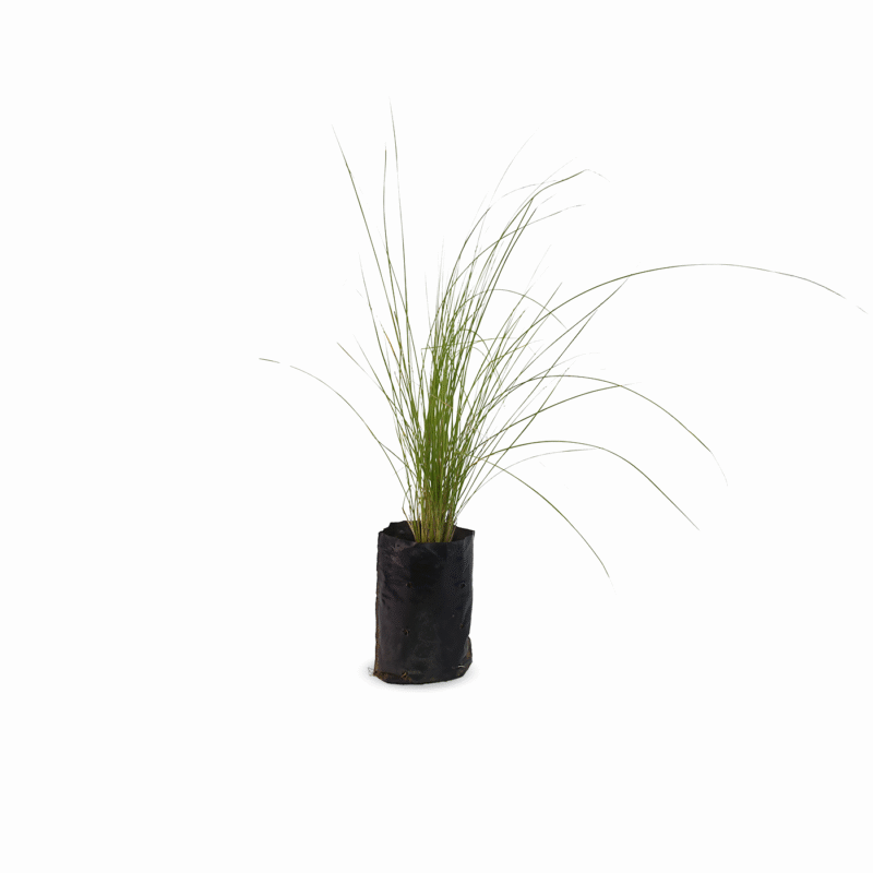 Pennisetum Villosum
