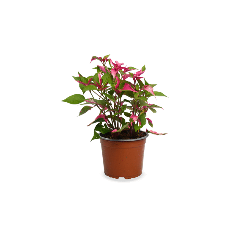 Alternathera Party Time