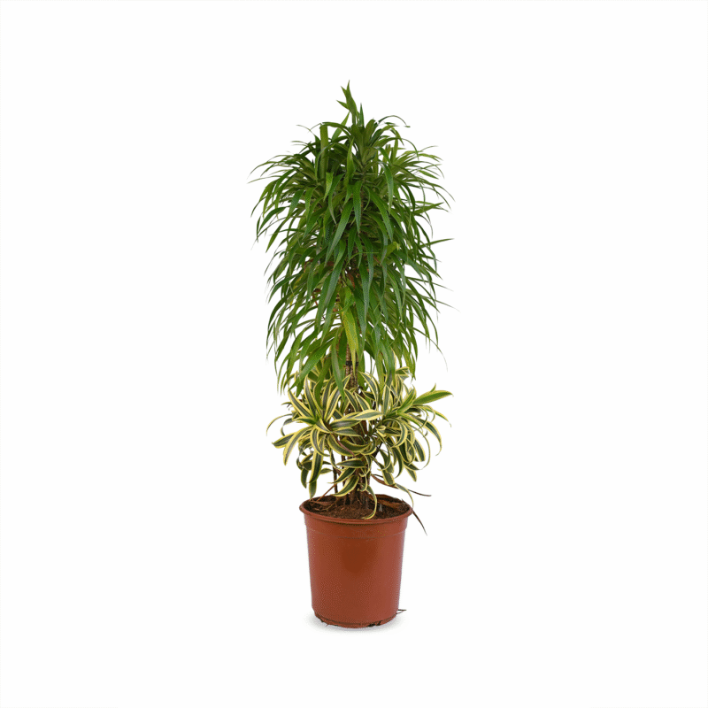 Pleomel Anita-marginata