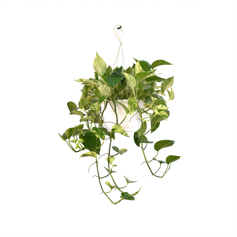 Millonaria Potho Marble Queen