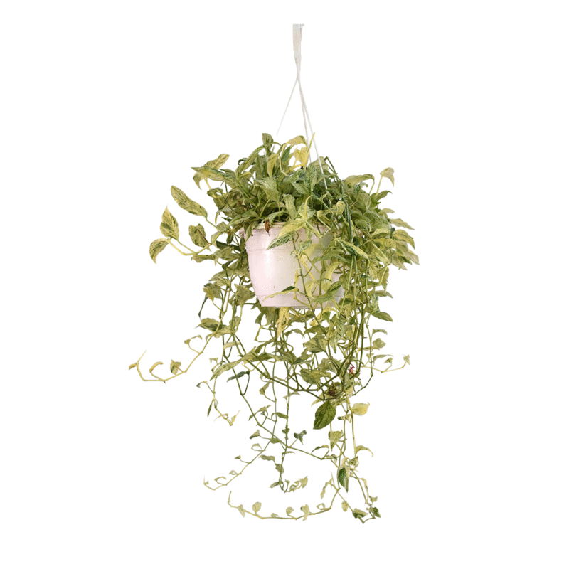 Monstera Adansonii Variegada