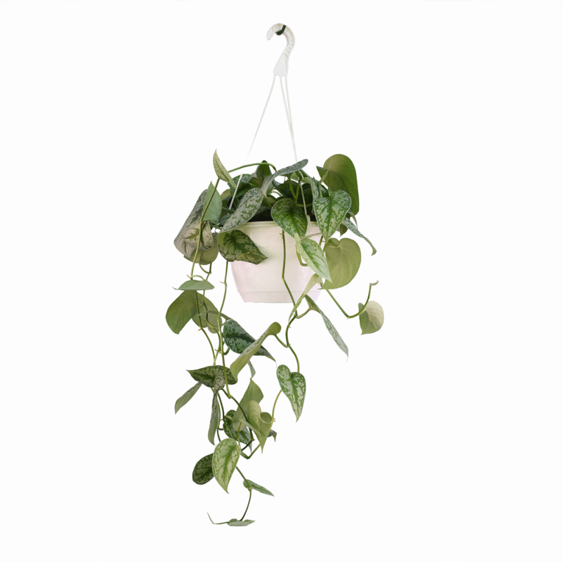 Potho Scindapsus Pictus