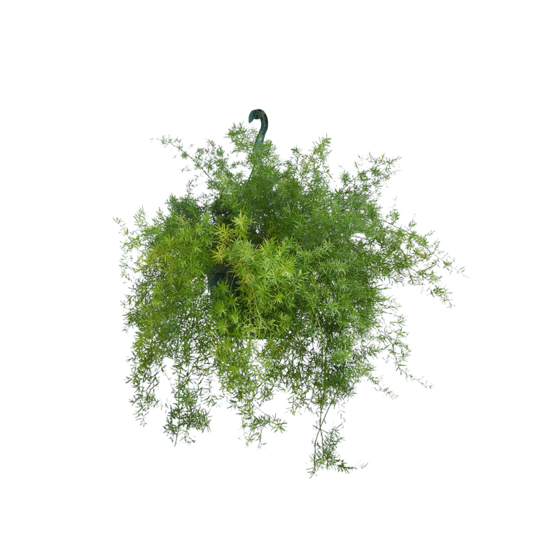 Helecho Uña de Gato