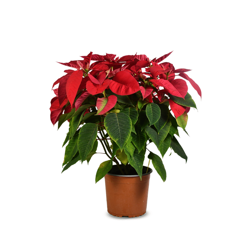 Pastora Maceta Nr 19