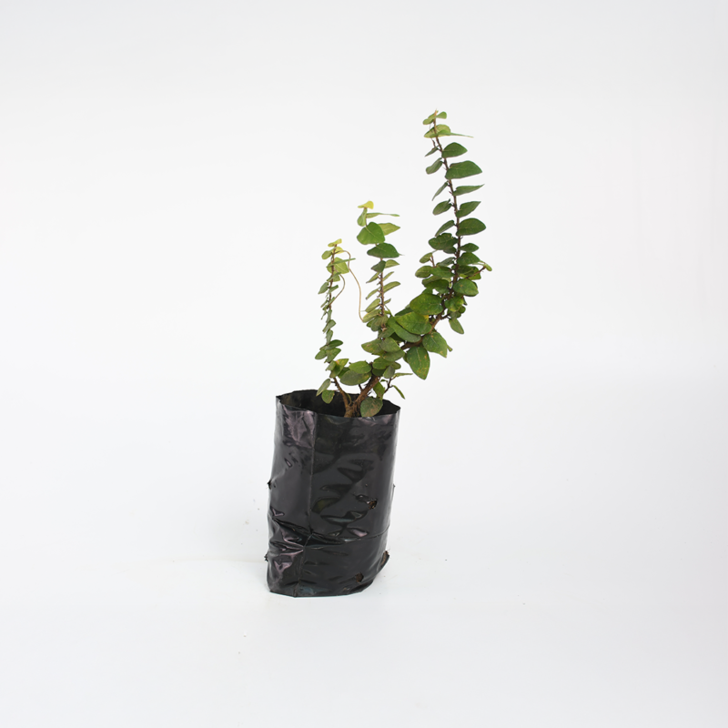 Hiedra hoja pequeña