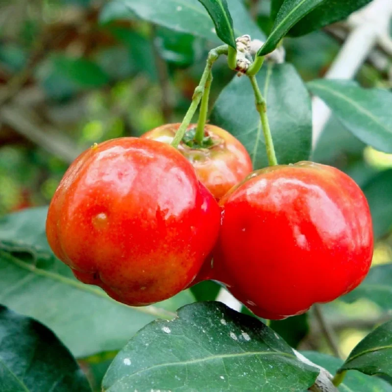 Acerola