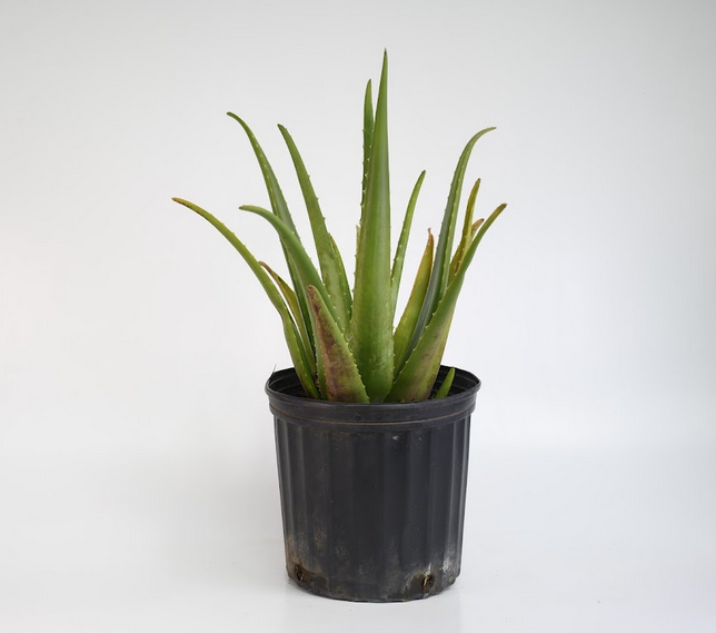 Aloe