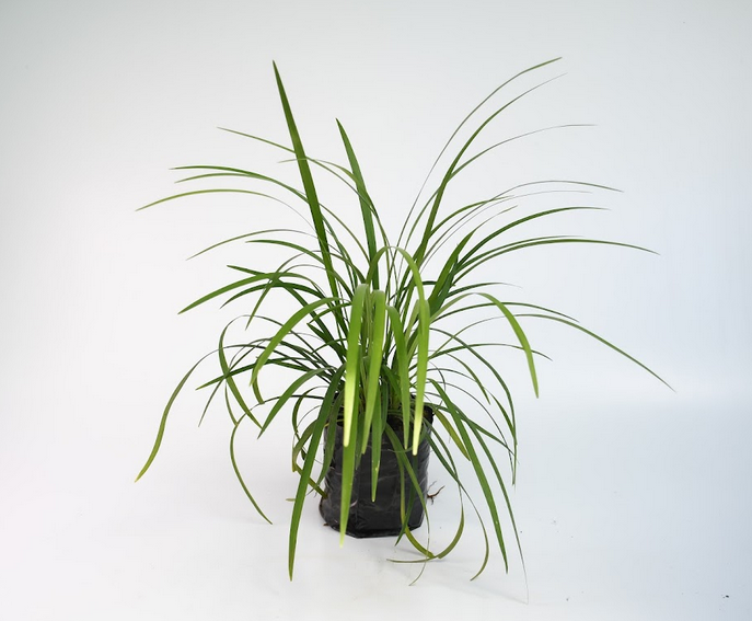 Pincel Verde