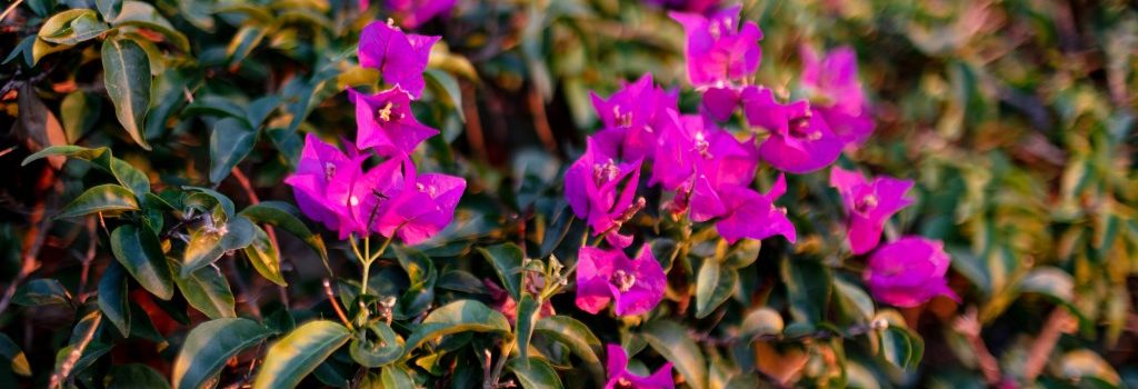 Bugambilia