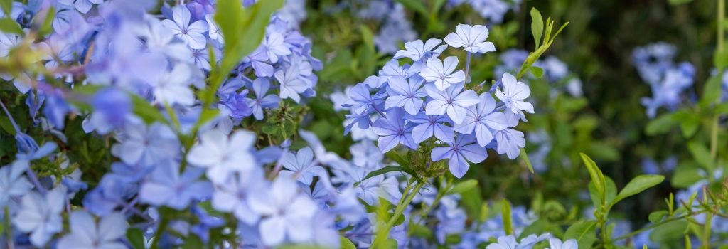 Plumbago