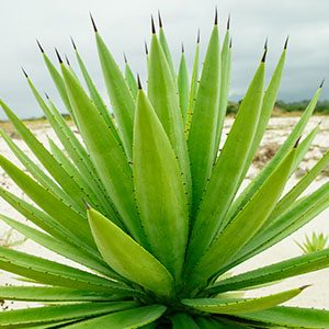 agave