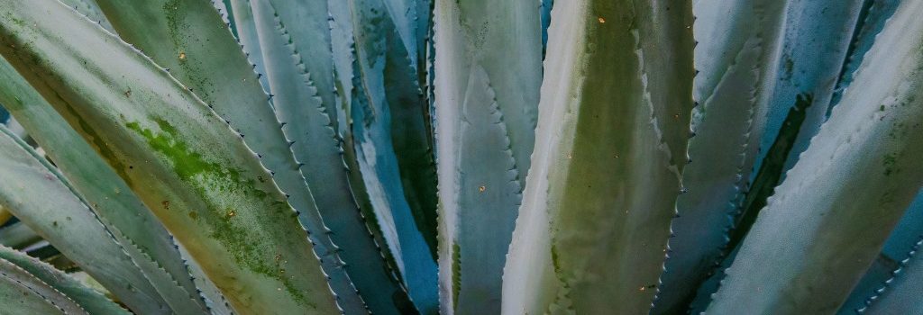 agave